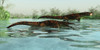 Uberabasuchus dinosaur reptiles catching fish in a river. Poster Print by Corey Ford/Stocktrek Images - Item # VARPSTCFR200879P