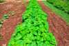 Vegetable garden at Thomas Jefferson's Monticello in Charlottesville Virginia Poster Print by Panoramic Images - Item # VARPPI181580