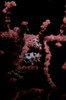 Portrait of a pygmy seahorse. Poster Print by VWPics/Stocktrek Images - Item # VARPSTVWP400588U
