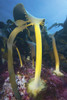 Bull kelp fronds growing on the shallow top of deep reef pinnacle, Australia. Poster Print by VWPics/Stocktrek Images - Item # VARPSTVWP401273U