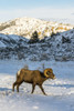 Bighorn ram walking through snowy meadow, Shoshone National Forest; Wyoming, United States of America Poster Print by Kenneth Whitten / Design Pics - Item # VARDPI12321905