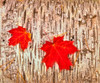 Maple leaves on bark of Birch tree, Keweenaw Peninsula, Upper Peninsula, Alger County, Michigan, USA Poster Print by Panoramic Images - Item # VARPPI168220