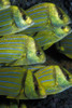 Panamic porkfish, Sea of Cortez, Mexico. Poster Print by VWPics/Stocktrek Images - Item # VARPSTVWP400435U