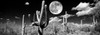 Saguaro cactus in moonlight at Saguaro National Park, Tucson, Arizona, USA Poster Print by Panoramic Images - Item # VARPPI173720 Saguaro cactus in moonlight at Saguaro National Park, Tucson, Arizona, USA Poster Print by Panoramic Images - Item # VARPPI173720