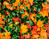 Fall leaves among Ivy, New York State, USA Poster Print by Panoramic Images - Item # VARPPI166878