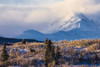 A moose forages on a winter morning with the Alaska Range in the background partially enshrouded in clouds; Alaska, United States of America Poster Print by Steven Miley / Design Pics - Item # VARDPI12324556