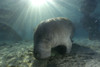 Florida manatee swimming in the Crystal River, Florida. Poster Print by VWPics/Stocktrek Images - Item # VARPSTVWP400117U