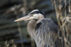 A Great Blue Heron waits patiently for a fish to swim into range; Ridgefield, Washington, United States of America Poster Print by Robert L. Potts / Design Pics - Item # VARDPI12304689 A Great Blue Heron waits patiently for a fish to swim into range; Ridgefield, Washington, United States of America Poster Print by Robert L. Potts / Design Pics - Item # VARDPI12304689