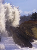 High surf breaks at Shore Acres State Park; Charleston, Oregon, United States of America Poster Print by Robert L. Potts / Design Pics - Item # VARDPI2395537