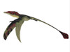 Eudimorphodon, side profile. Poster Print by Corey Ford/Stocktrek Images - Item # VARPSTCFR200894P