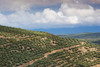 Olive trees in a field, Ubeda, Jaen Province, Andalusia, Spain Poster Print by Panoramic Images - Item # VARPPI156900