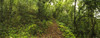 Narrow pathway with plenty of leaf litter leads through the Marustwa Forest, Bulwer, KwaZulu-Natal, South Africa Poster Print by Panoramic Images - Item # VARPPI155419