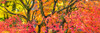 Trees in autumn, Westonbirt Arboretum, Gloucestershire, England Poster Print by Panoramic Images - Item # VARPPI161487