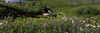 Flowers in a field, Mt Rainier National Park, Pierce County, Washington State, USA Poster Print by Panoramic Images - Item # VARPPI109289