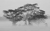 Acacia Trees covered by mist, Lake Nakuru, Kenya Poster Print by Panoramic Images - Item # VARPPI172808