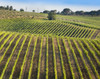 Vineyards in the Chianti region, Tuscany, Italy Poster Print by Panoramic Images - Item # VARPPI170030