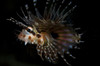 Zebra lionfish Poster Print by VWPics/Stocktrek Images - Item # VARPSTVWP400739U