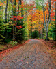 Dirt road passing through a forest, Keweenaw Peninsula, Upper Peninsula, Alger County, Michigan, USA Poster Print by Panoramic Images - Item # VARPPI168189