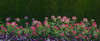 Plants at a garden, Niagara Parks School Of Horticulture, Niagara Falls, Ontario, Canada Poster Print by Panoramic Images - Item # VARPPI161492