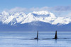 Two male Orca Whales, or Killer Whales, surface near Juneau in Lynn Canal, Inside Passage; Alaska, United States of America Poster Print by John Hyde / Design Pics - Item # VARDPI12307039