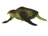 Archelon sea turtle on white background. Poster Print by Corey Ford/Stocktrek Images - Item # VARPSTCFR200781P