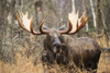 Bull moose in rutting season; Anchorage, Alaska, United States of America Poster Print by Doug Lindstrand / Design Pics - Item # VARDPI12307014 Bull moose in rutting season; Anchorage, Alaska, United States of America Poster Print by Doug Lindstrand / Design Pics - Item # VARDPI12307014