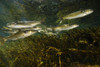 Striped mullet, Salt Springs, Florida. Poster Print by VWPics/Stocktrek Images - Item # VARPSTVWP400462U