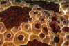Extreme close-up of a Pleurobranch slug. Poster Print by VWPics/Stocktrek Images - Item # VARPSTVWP400106U