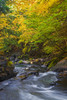 Water flowing in a stream and trees changing colours in autumn; Foster, Quebec, Canada Poster Print by David Chapman / Design Pics - Item # VARDPI12319236