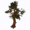 Pinus aristata tree on white background. Poster Print by Corey Ford/Stocktrek Images - Item # VARPSTCFR200752P