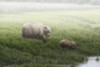 Alaska Peninsula Brown Bear and it's cub walking to the edge of a lake on a foggy morning, Lake Clark National Park; Alaska, United States of America Poster Print by Marg Wood / Design Pics - Item # VARDPI12309680