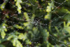 Water droplets on a spider web; North Yorkshire, England Poster Print by John Short / Design Pics - Item # VARDPI12324681