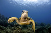 A green sea turtle, Chelonia mydas, Ko'olina, Oahu, Hawaii, North Pacific. Poster Print by VWPics/Stocktrek Images - Item # VARPSTVWP400069U