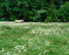 White Horse in a field of white daisies, near Seaside, Clatsop County, Northern Coast, Oregon, USA Poster Print by Panoramic Images - Item # VARPPI173787