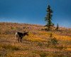 Bull Caribou feeding on tundra in interior of Denali National Park, Alaska Poster Print by Panoramic Images - Item # VARPPI182467