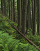 Western Hemlock trees grow in Oswald West State Park; Manzanita, Oregon, United States of America Poster Print by Robert L. Potts / Design Pics - Item # VARDPI2384891