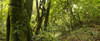 Moss covered the lower sections of large trees in the dense forests of Magoebaskloof, Tzaneen, Limpopo Province, South Africa Poster Print by Panoramic Images - Item # VARPPI155428