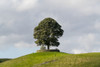 A large tree surrounded by a low stone fence sits on a hilltop under a cloudy sky; North Yorkshire, England Poster Print by John Short / Design Pics - Item # VARDPI12324657