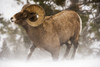 Large Bighorn ram kneeling down into blowing snow, Shoshone National Forest; Wyoming, United States of America Poster Print by Kenneth Whitten / Design Pics - Item # VARDPI12321903