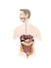 Human digestive system. Poster Print by Alan Gesek/Stocktrek Images - Item # VARPSTAGK700057H