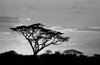 Silhouette of trees in a field, Ngorongoro Conservation Area, Arusha Region, Tanzania Poster Print by Panoramic Images - Item # VARPPI172812