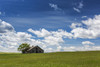 An old wooden building with one tree in a rolling grassy field with clouds and blue sky, West of High River; Alberta, Canada Poster Print by Michael Interisano / Design Pics - Item # VARDPI12311579