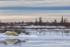 Polar bear laying alongside a thawing pond waiting for Hudson Bay to freeze over; Churchill, Manitoba, Canada Poster Print by Robert Postma / Design Pics - Item # VARDPI12322058