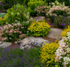 Rocks and plants in Rock Garden, Knowlton, Quebec, Canada Poster Print by Panoramic Images - Item # VARPPI173931