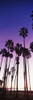 Silhouette of palm trees on beach, Santa Barbara, California, USA Poster Print by Panoramic Images - Item # VARPPI158566