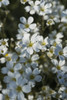 Chickweed blooms in a garden; Astoria, Oregon, United States of America Poster Print by Robert L. Potts / Design Pics - Item # VARDPI12277999