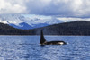 An Orca Whale, or Killer Whale, surface near Juneau in Lynn Canal, Inside Passage; Alaska, United States of America Poster Print by John Hyde / Design Pics - Item # VARDPI12307040