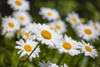 Close-up of White daisy flowers Poster Print by Panoramic Images - Item # VARPPI173308