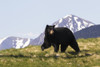 Mature Black bear walking over grass with peaked mountains in the background, captive at the Alaska Wildlife Conservation Centre; Portage, Alaska, United States of America Poster Print by Doug Lindstrand / Design Pics - Item # VARDPI12306845