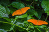 Julia Butterflies perching on leaves, Niagara Parks Butterfly Conservatory, Niagara Falls, Ontario, Canada Poster Print by Panoramic Images - Item # VARPPI173285